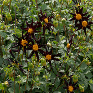 Dahlia 'Honka Dark'