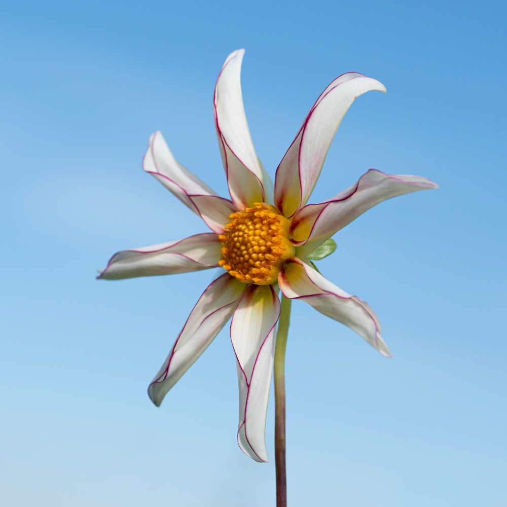 Dahlia 'Honka Fragile'