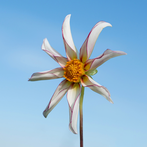 Dahlia 'Honka Fragile'