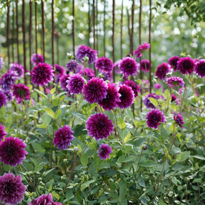 Dahlia 'Purple Haze'