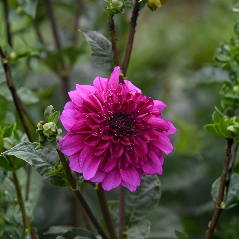 Dahlia 'Purple Haze'