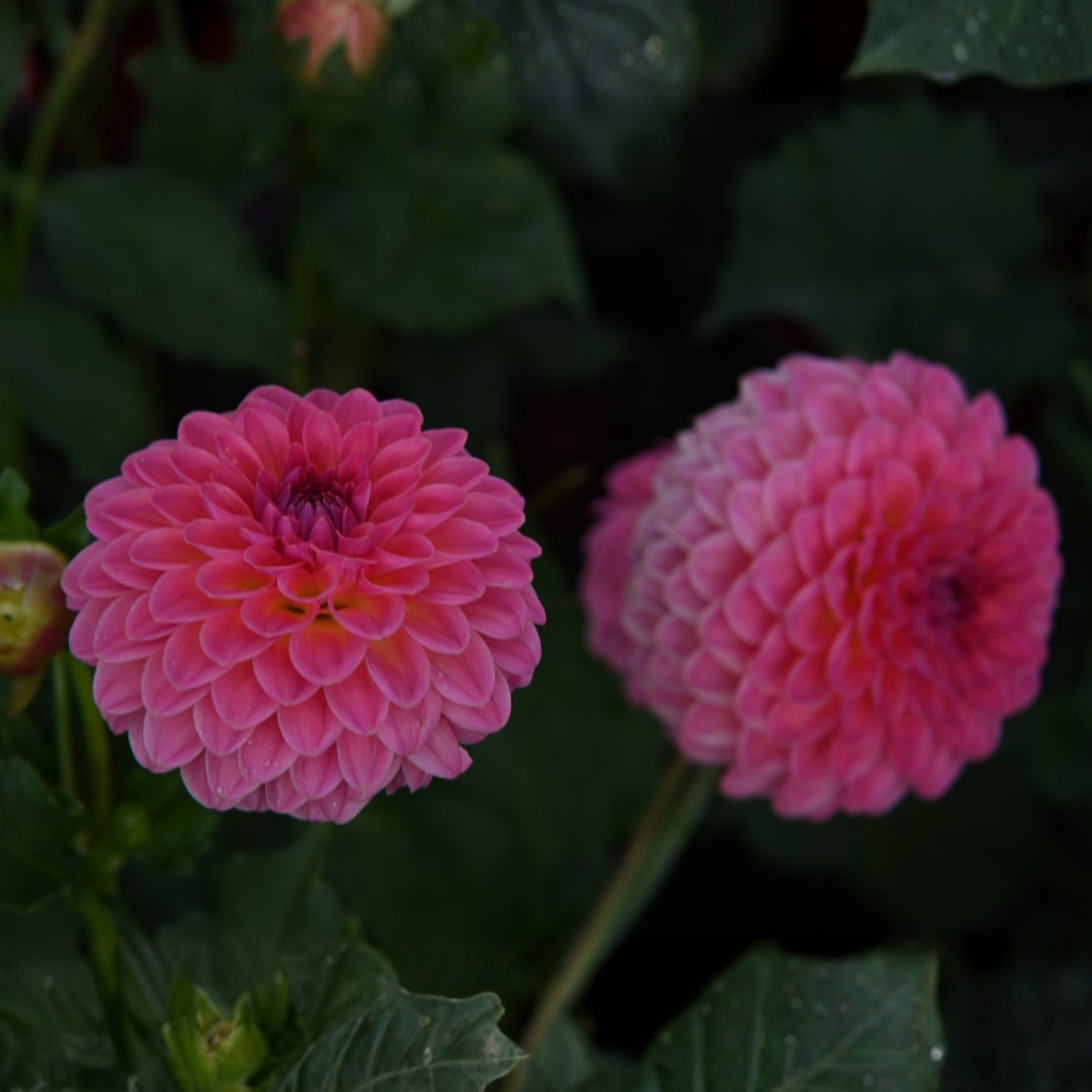 Dahlia 'Stolze van Berlin'