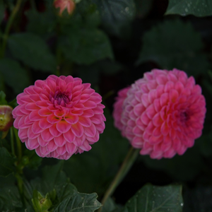 Dahlia 'Stolze van Berlin'