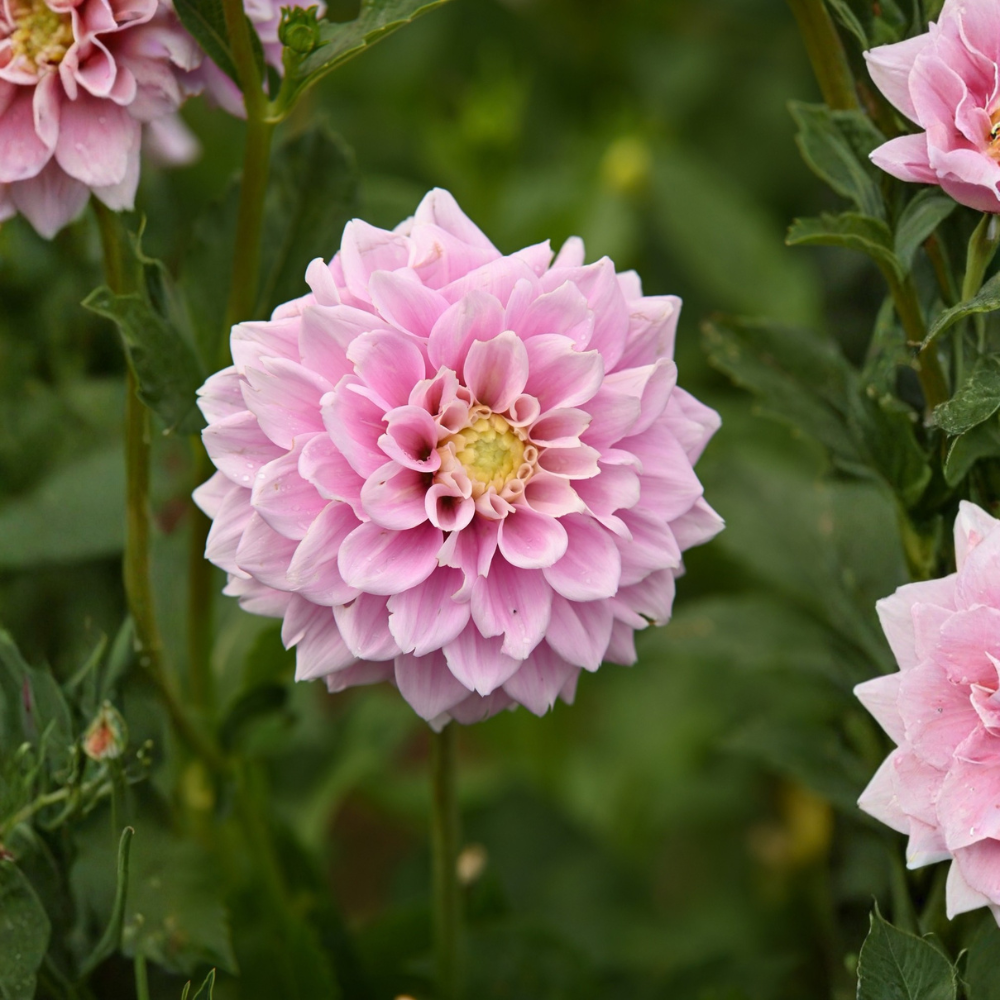 Dahlia 'Lady Kate'