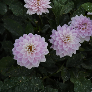 Dahlia 'Lady Kate'