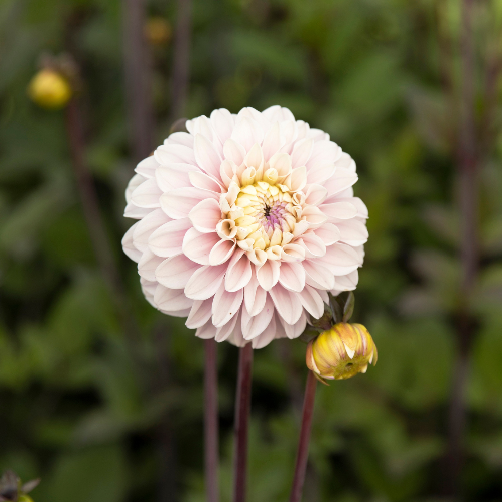 Dahlia pakket XXXXL pakket (met al onze 56 soorten)