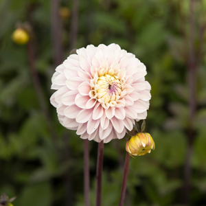 Dahlia pakket XXXXL pakket (met al onze 56 soorten)