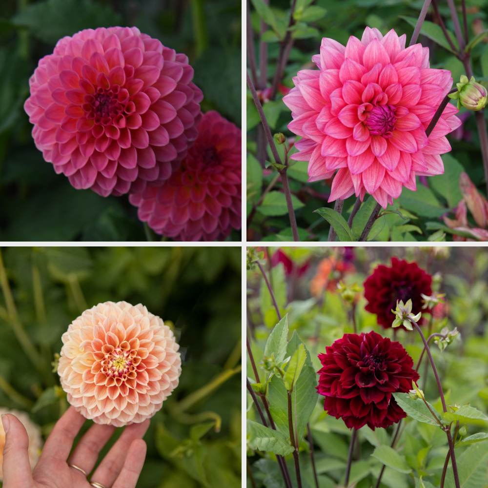 Dahlia pakket 'Onze 12 favorieten'