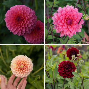 Dahlia pakket 'Onze 12 favorieten'