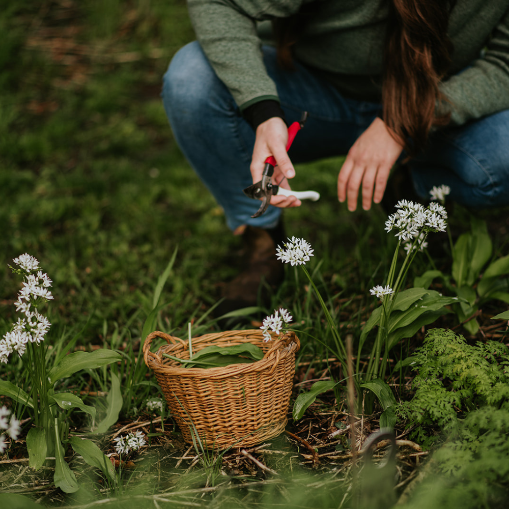 Daslook pootgoed - allium ursinum BIO (knolletjes)