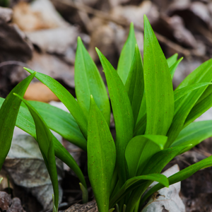 Wild garlic (allium ursinum) BIO