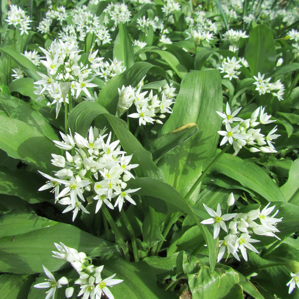 Wild garlic (allium ursinum) BIO