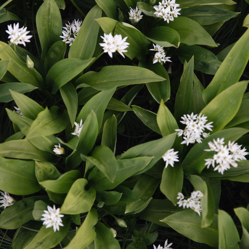 Daslook (Allium ursinum) BIO -  5 knolletjes