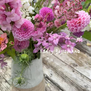 Delphinium consolida (ridderspoor) - Fancy Belladonna