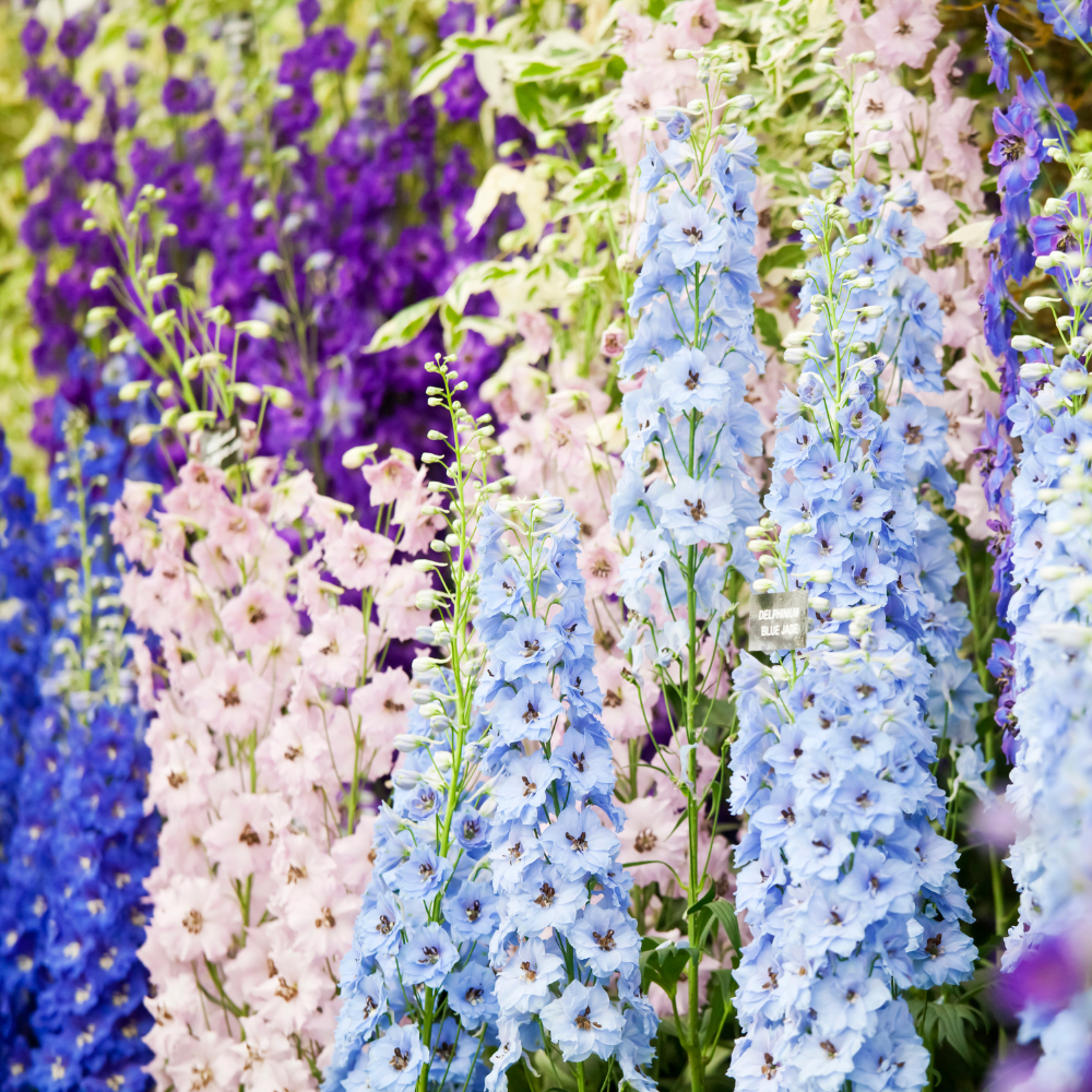 Delphinium imperialis (larkspur) - Imperial mix