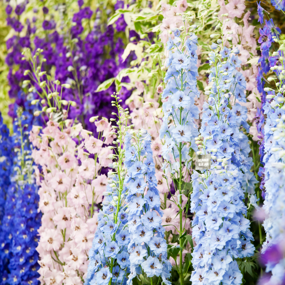 Delphinium imperialis (Rittersporn) – Imperial-Mischung