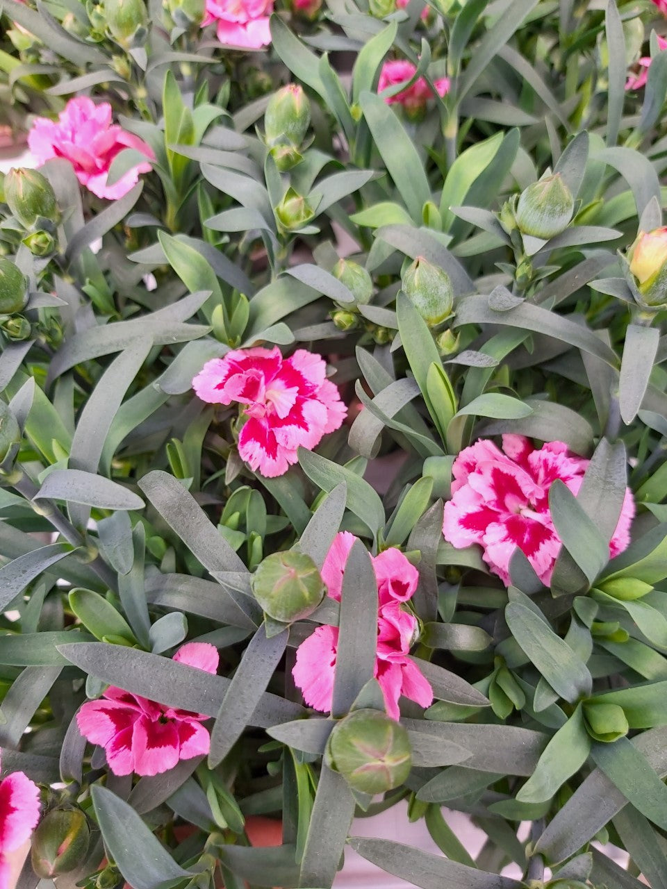 Dianthus Anjer fel roze gevlekt in pot 10,5 cm 1 plant