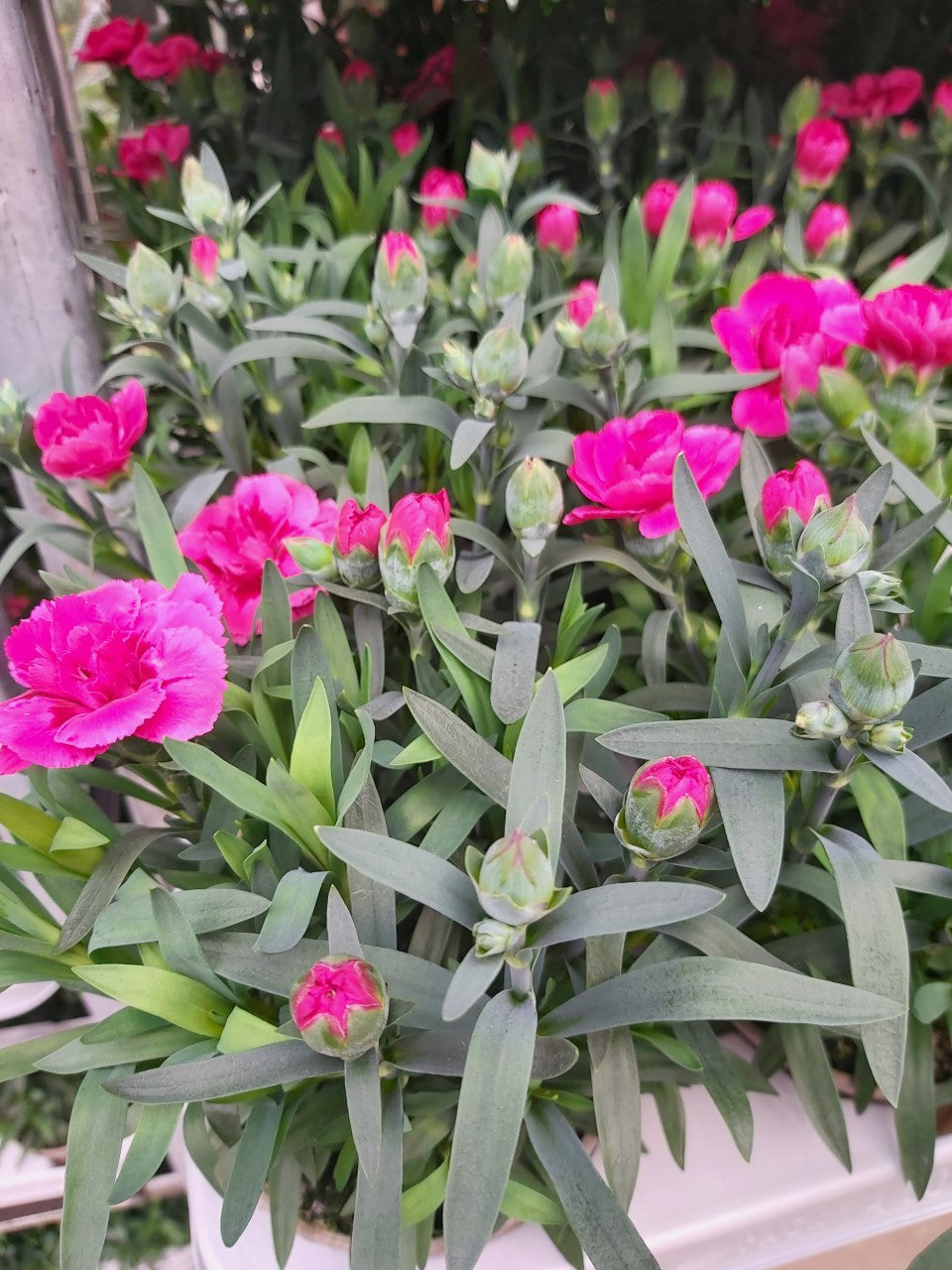 Dianthus Oeillet rose vif en pot 10,5 cm 1 plante