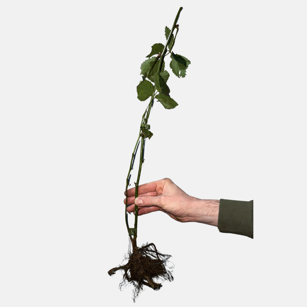 Doornloze bramenstruik 'Navaho' - Laat - Blote wortel