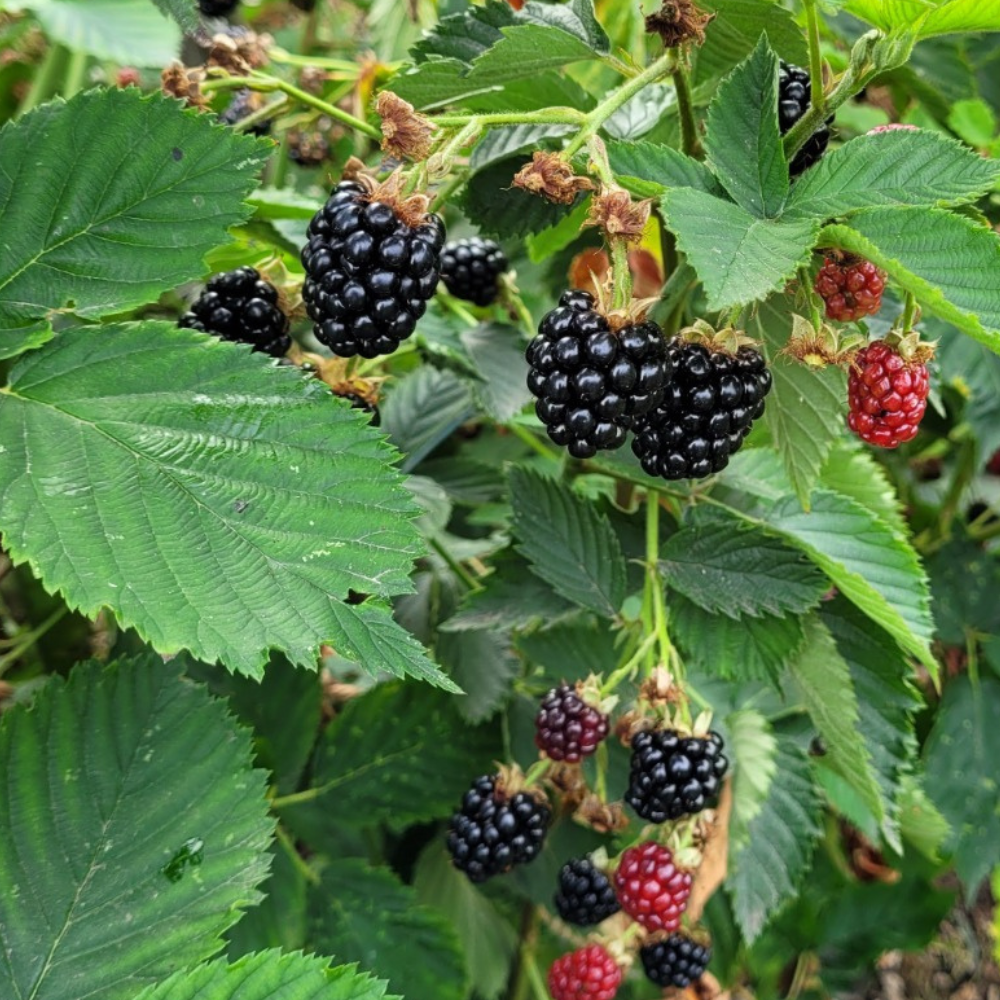 Doornloze bramenstruik 'Navaho' - Laat - Blote wortel