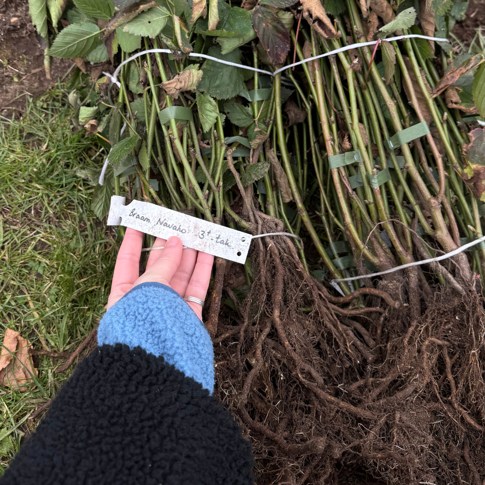 Doornloze bramenstruik 'Navaho' - Laat - Blote wortel