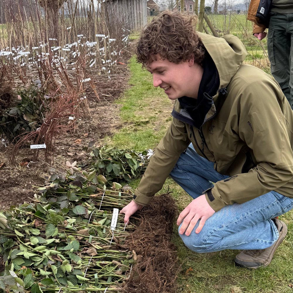 Doornloze bramenstruik 'Navaho' - Laat - Blote wortel