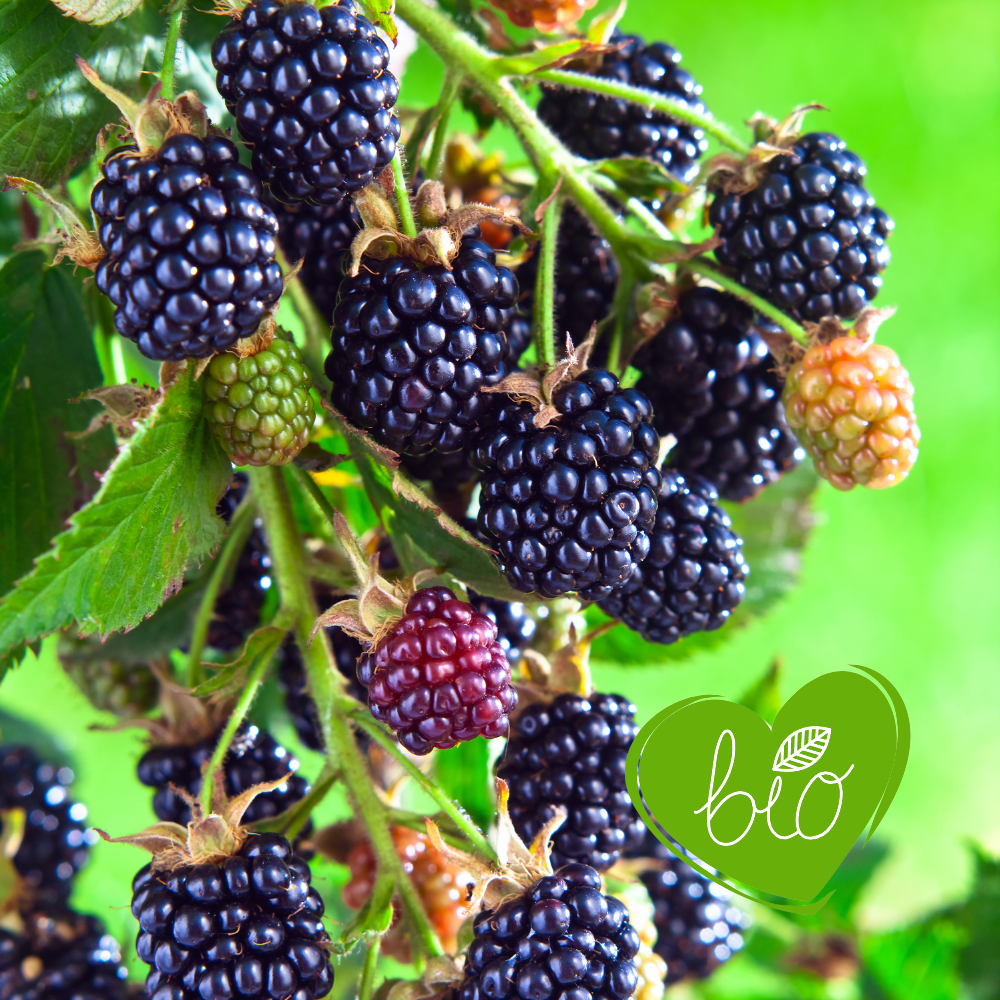 Thornless blackberry bush 'Black Satin' BIO - Early