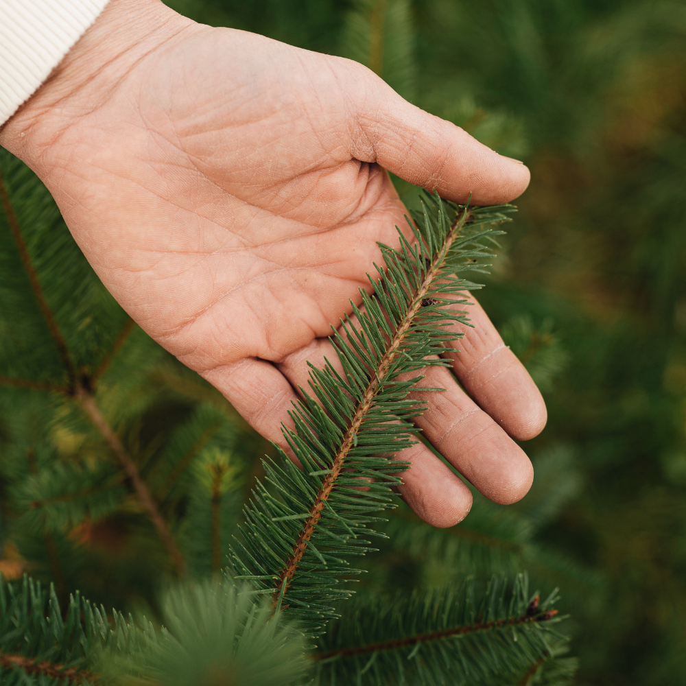 Szechuan Pepper - Bare Root
