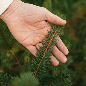 Szechuan Pepper - Bare Root