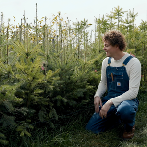 Szechuan Pepper - Bare Root