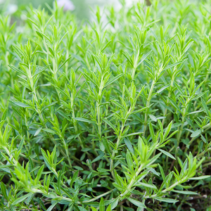 Estragon français (Artemisia dracunculus) - 'Senior' BIO
