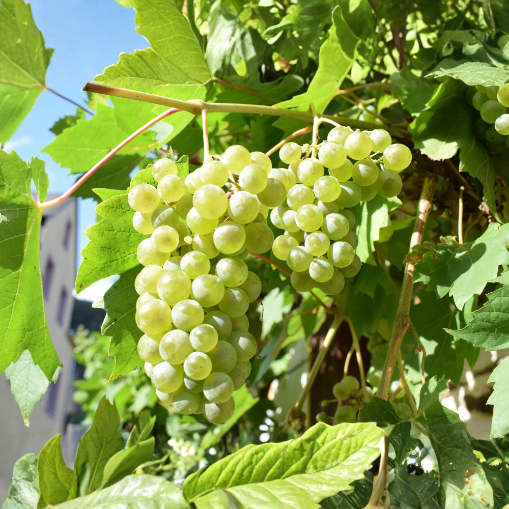 Witte druif 'Witte van der Laan'