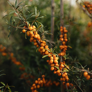Low-stemmed sweet chestnut tree BIO