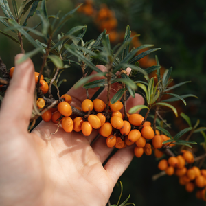 Low-stemmed sweet chestnut tree BIO