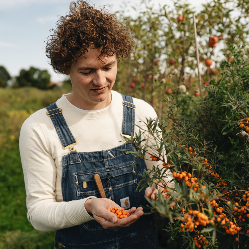 Low-stemmed sweet chestnut tree BIO