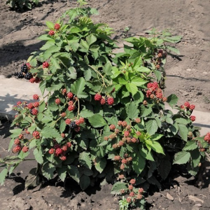 Thornless dwarf blackberry bush 'Dima' (for pots)