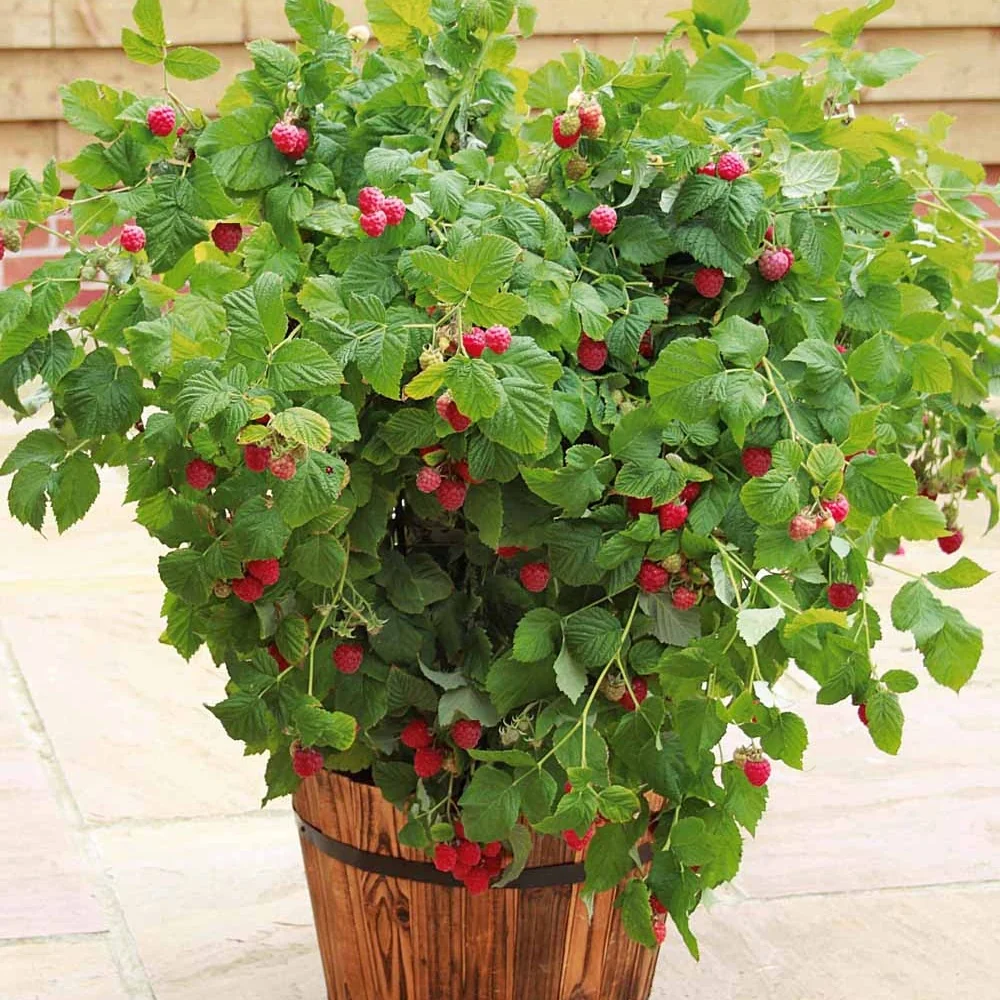 Dwarf raspberry 'Ruby Beauty' (for pots)