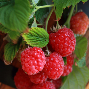 Dwarf raspberry 'Ruby Beauty' (for pots)