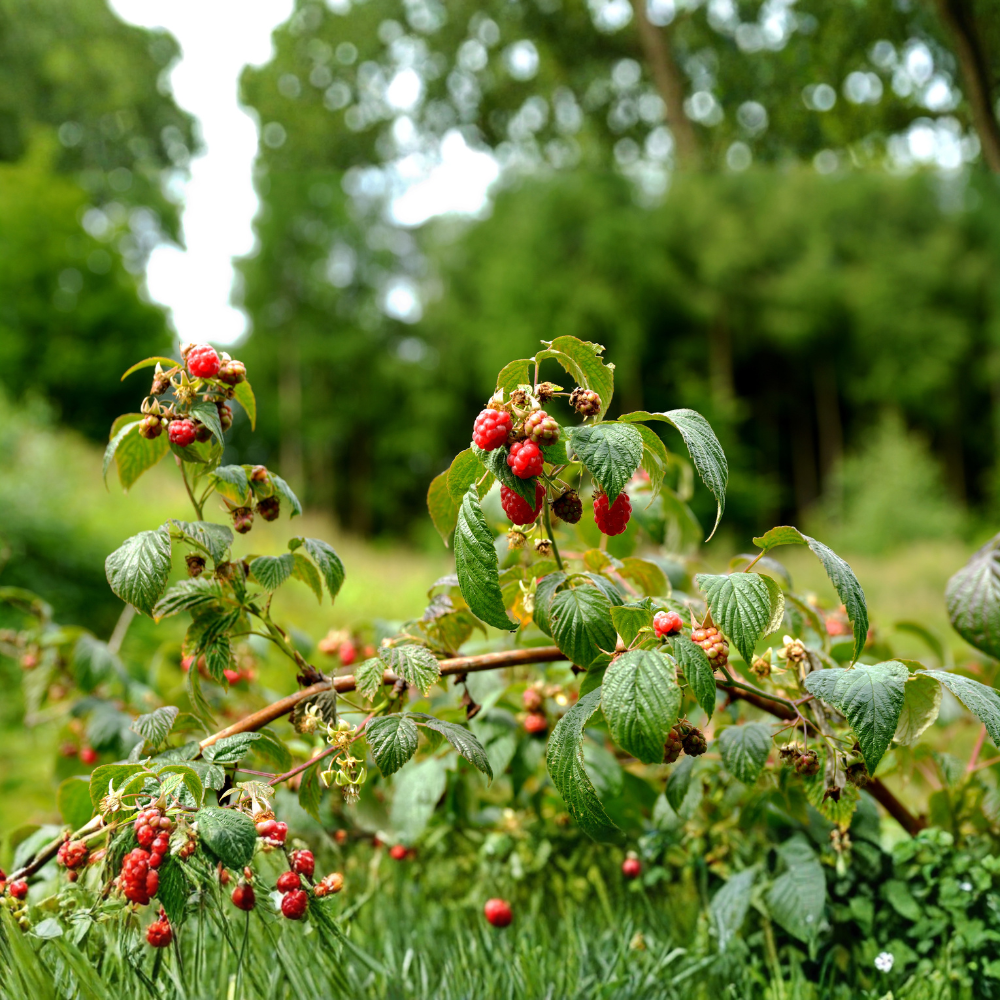 Framboise naine 'Ruby Beauty' (pour pot)