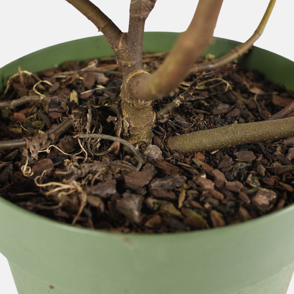 Dwarf fig 'Little Miss Figgy' BIO