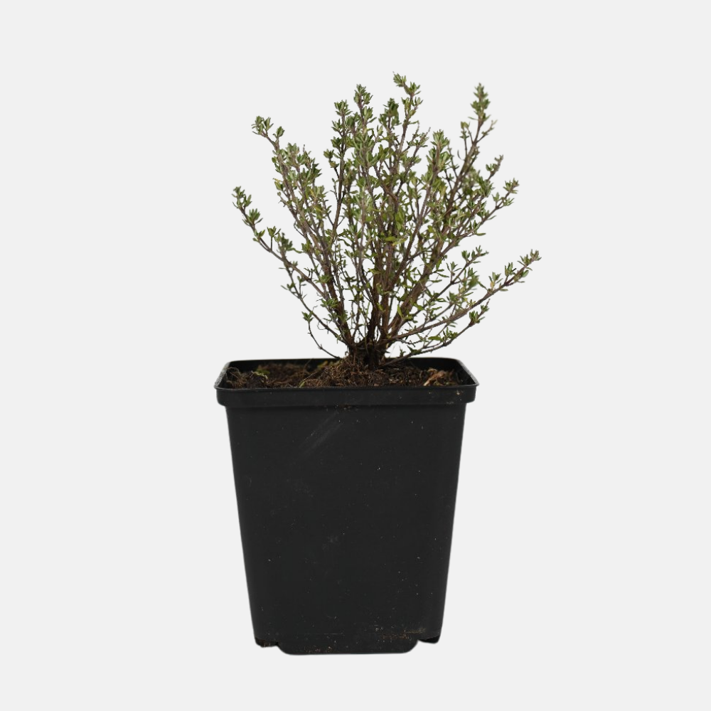 Kruidenpakket - onze 10 favorieten