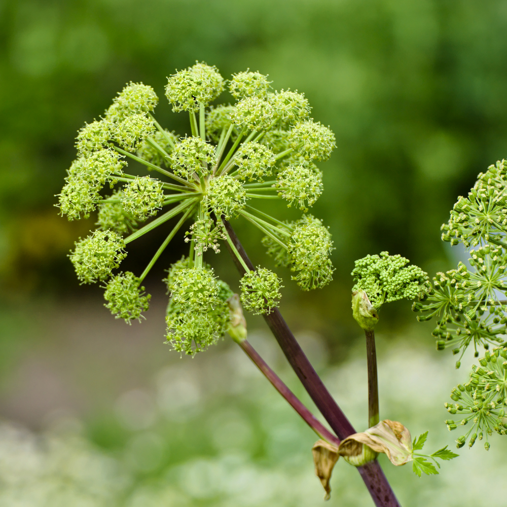 Engelwortel - P9 pot