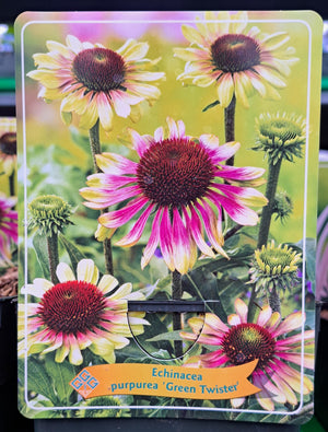 Echinacea CONHAT 'Green Twister' im P11-Topf - 1 Pflanze