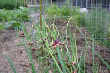 Oignon égyptien - oignon d'arbre - oignon vivace - Allium cepa proliferum - 1 pièce 