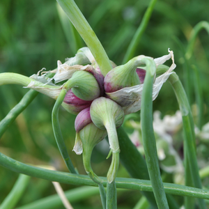 Ägyptische Zwiebel - Baumzwiebel - Staudenzwiebel - Allium cepa proliferum - 1 Stück BIO