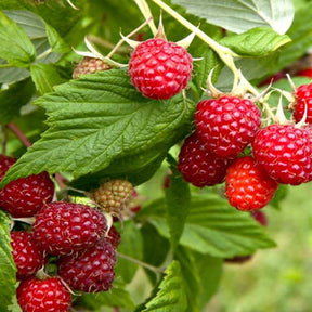 Framboos 'Enrosadira' - Plukkers.com