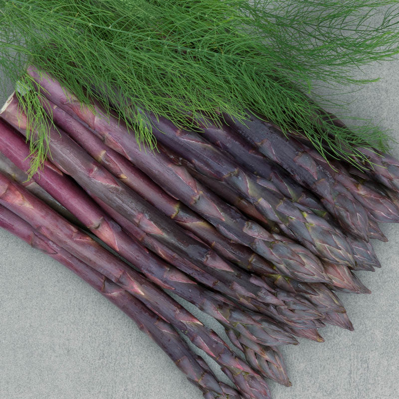 Asperge plant ERASMUS voor teelt paarse asperges (kies hoeveelheid)