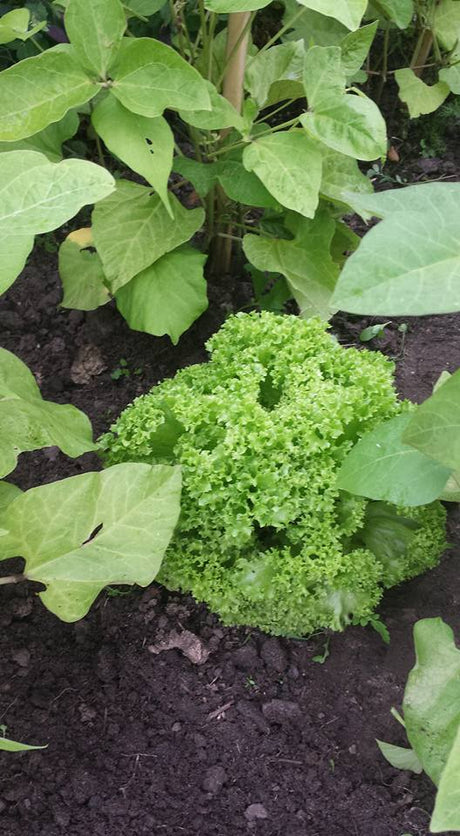 Groene krulsla plantjes BIO 5 stuks - Plant in de serre/kas van oktober tot maart. Plant buiten van midden maart tot midden september.