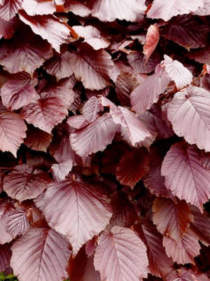 Rotbuchenhecke ohne Aussicht (Fagus Sylvatica 'Atropunicea') - wurzelnackt - 100/125 cm