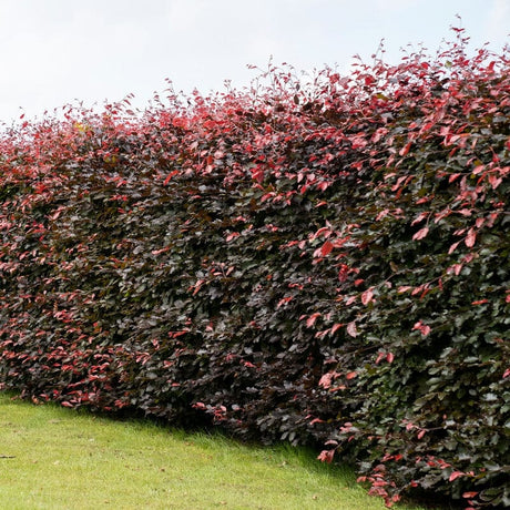 Rotbuchenhecke ohne Aussicht (Fagus Sylvatica 'Atropunicea') - wurzelnackt - 100/125 cm